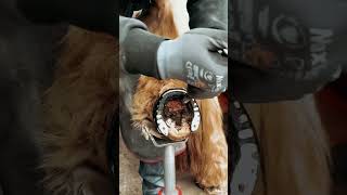 Hoofs Trimming #shorts #farrier #farrierlife #viral #horseshoeing #hoofcare #horses