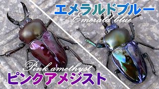 エメラルドブルー＆ピンクアメジスト 比較 ニジイロクワガタ ＝ (青緑