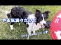 ルカはやる気満々だった　　ディスク競技に初見学行って来た！