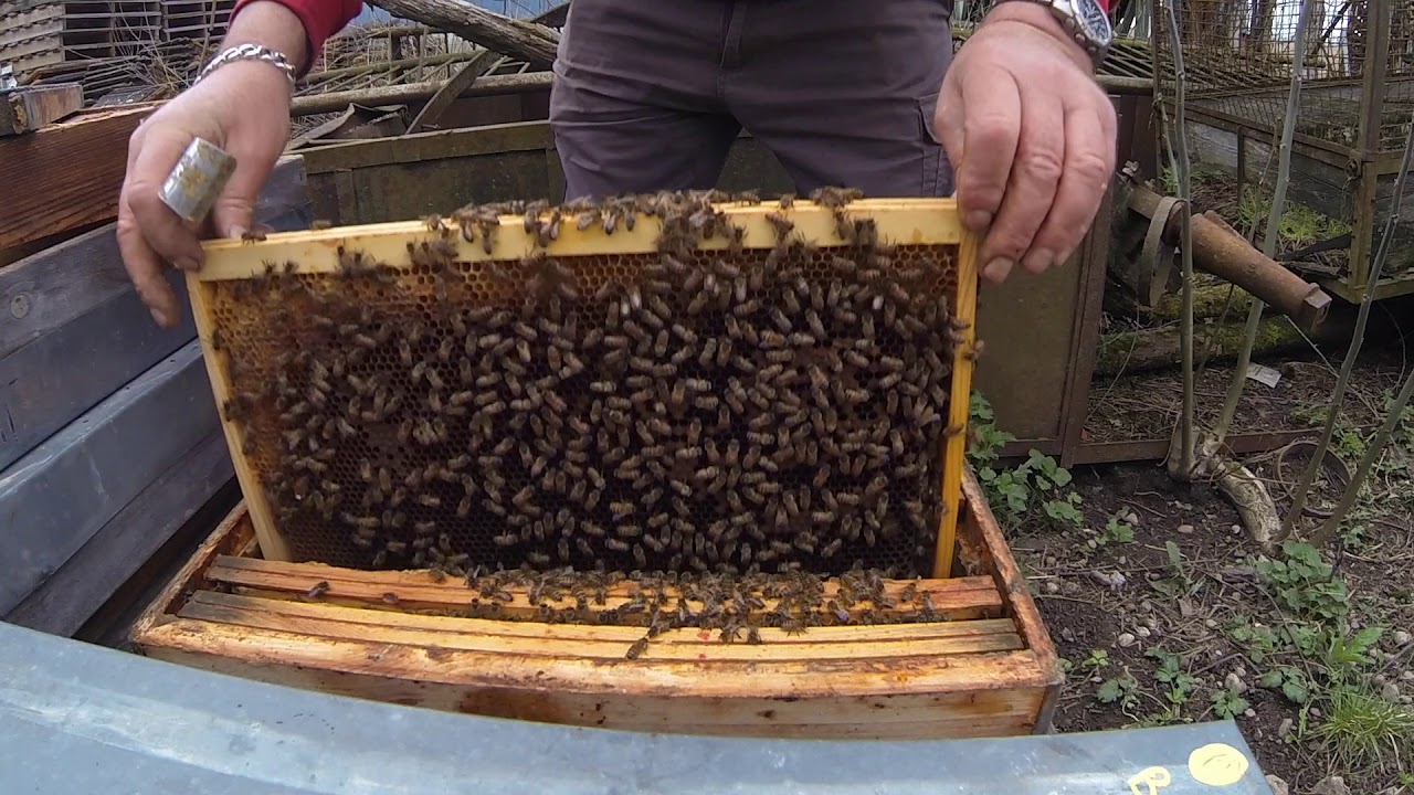 éleveuse,  starter,  greffage et finisseur