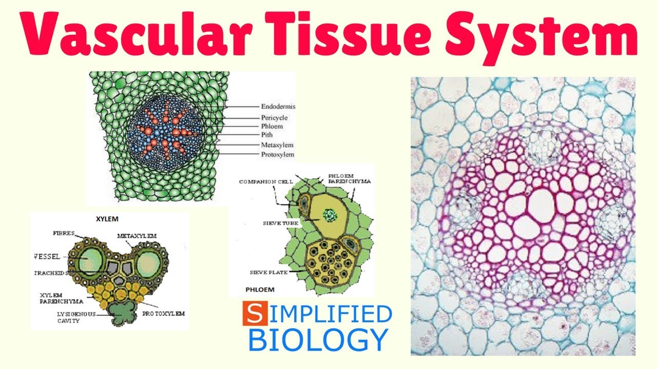 VASCULAR TISSUE SYSTEM IN PLANTS for NEET, AIPMT, AIIMS, JIPMER, PREMED