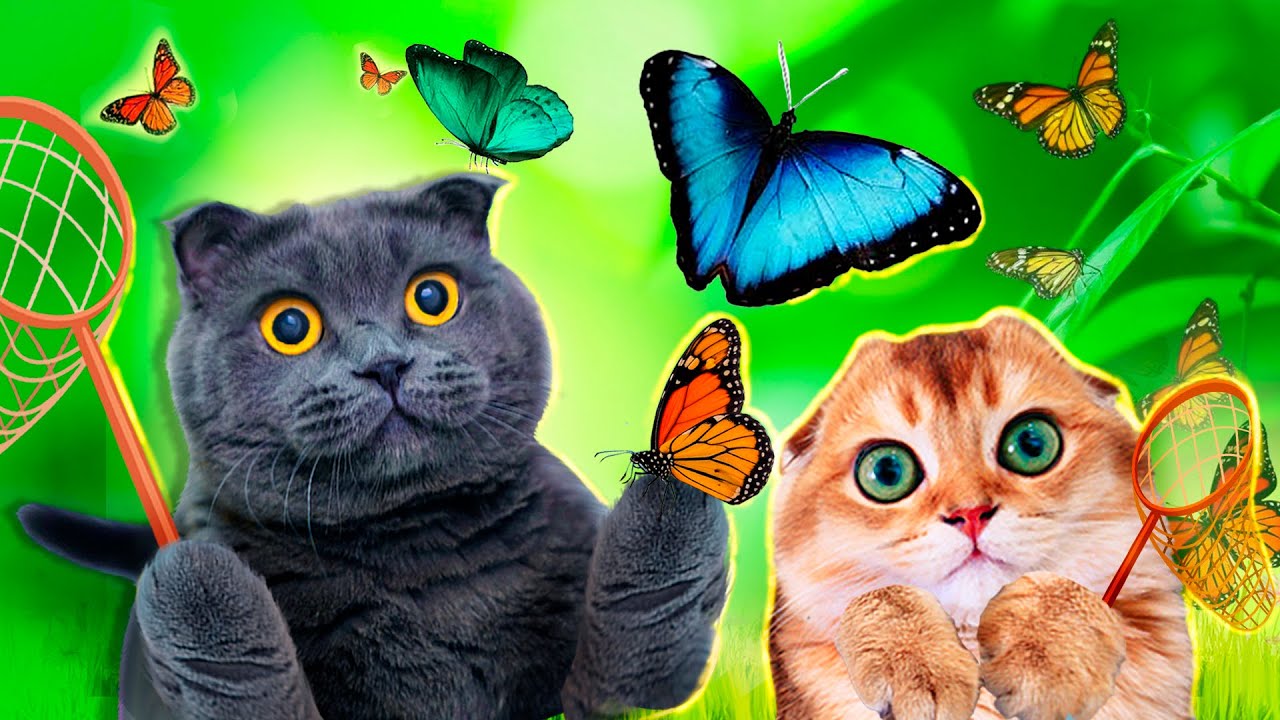 КОТИКИ в ШОКЕ от ЭТОГО! БАБОЧКИ РОДИЛИСЬ у НИХ на ГЛАЗАХ! Наши Новые ПИТОМЦЫ - ЖИВЫЕ БАБОЧКИ