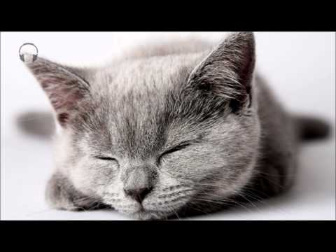 1 Hour ★ [ASMR]  Cat Purring ★  [no talking] [ear to ear]