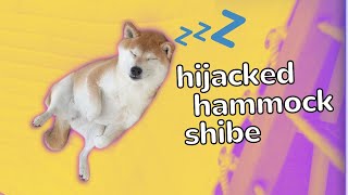 This Shiba Had A Cute Week