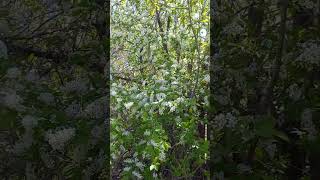 Белая черёмуха цветёт 1-ого Мая