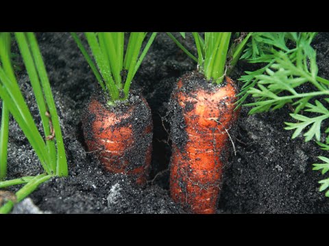 Video: Yuav Ua Li Cas Loj Hlob Carrots: Sowing, Thinning, Watering, Pub Mis