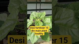 Organic fartilizer Terrace garden #garden #terracegardenindia #gardening #plantsofindia #gardenideas