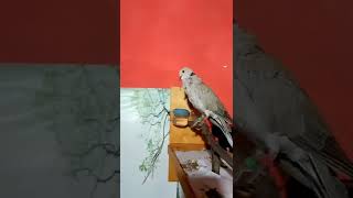 Download Lagu burung puter jinak \u0026 gacor MP3