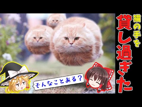 動物のボケてにつっこんでみた〜猫の手も借りたい編〜【ゆっくり】