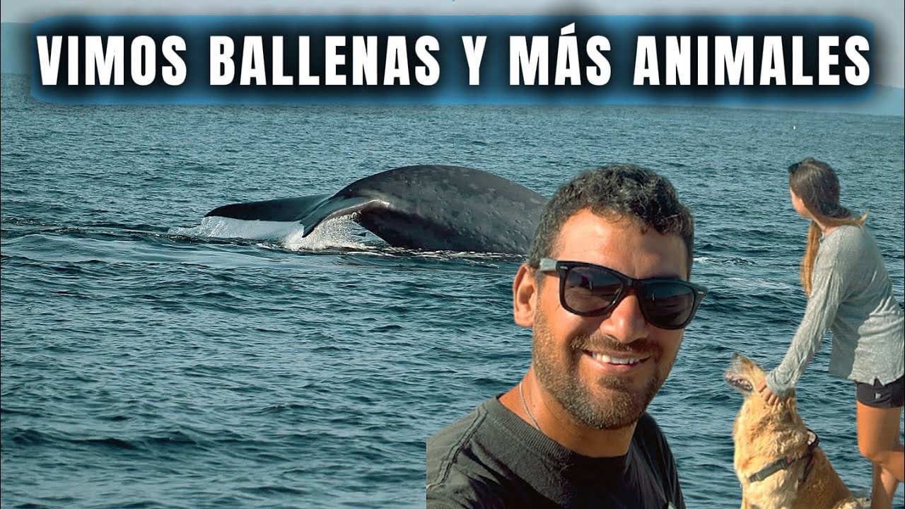 AVISTAMIENTO DE BALLENAS 🐋 EN CHILE 🇨🇱 