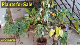 Huge Size Plants for Sale | Easy to Grow Plants #plant #foryou