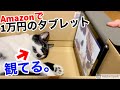 【ネコ動画】Amazon Fire HD 10 タブレット(2021年)を使ってみた【iPhone12Proで撮影】