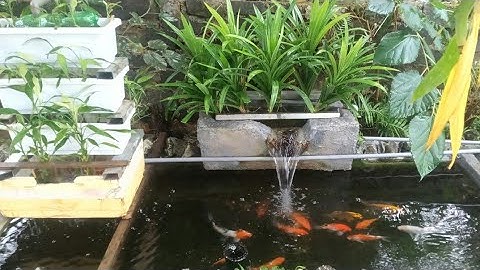 Hồ Cá Koi 1,5 Khối Xài Bơm 7000l Quá Hiệu Quả.bộ lọc 3 Ngăn Nước Trong.Hồ Của Anh Phương Ở Đak Nông.