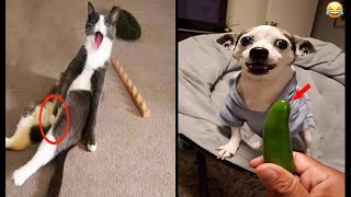 Funny Cats 😹 and dogs - Don't try to hold back Laughter 😂 - Funniest pets Life P1