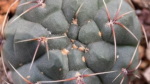 Trị rệp vẩy cho xương rồng không cần dùng thuốc