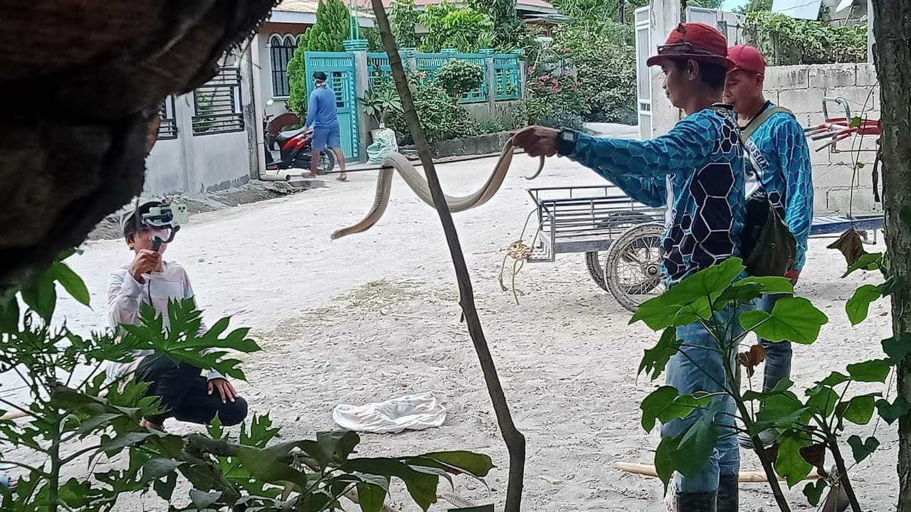Snakes hunting | The snake hunters 