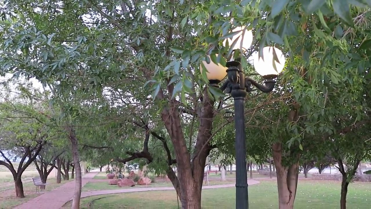Van Horn Texas Squeaking Birds in a City Park YouTube