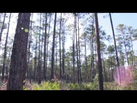 Slash Pine and Short Leaf Pine