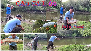 Câu cá lóc dính được toàn cá khổng lồ | Săn bắt theo mùa usa.