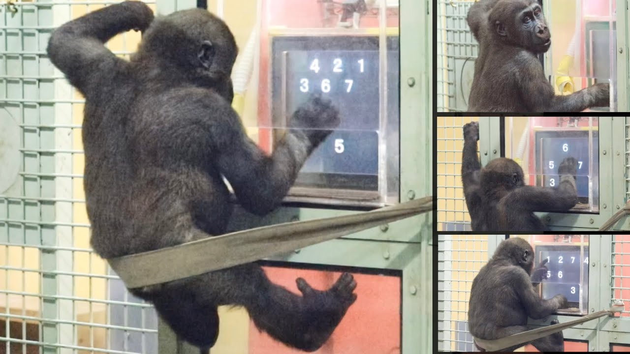 間違えた仕草も可愛い 勉強する２歳の子ゴリラの知能に驚き Gorilla 京都市動物園 The Learning Speed Of Kintaro Who Studies Is Amazing Youtube