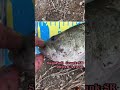 オトナノススメ #shorts