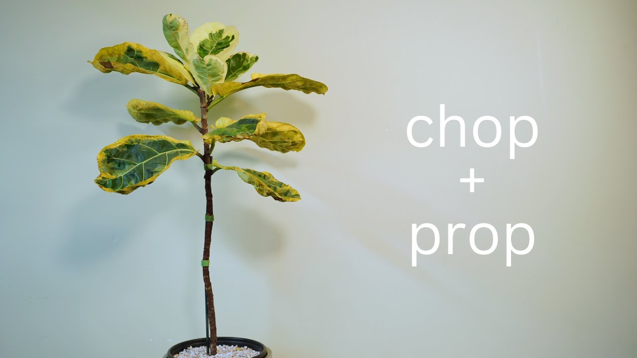 Variegated Fiddle Leaf Ficus Lyrata Prune and Propagate