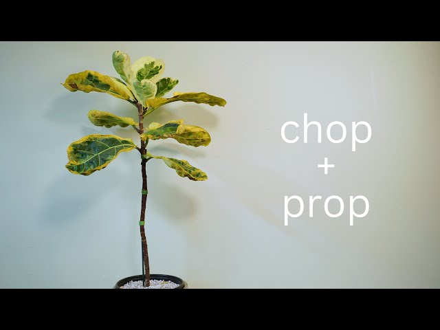 pothos money plant Pothos Manjula