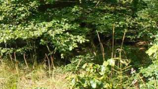 Magyar Vizsla & Srpski Gonic