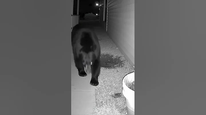 The Bear Suddenly Stopped — And Everyone Missed Why