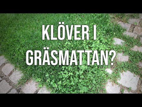 Video: Klöver Gräsmatta