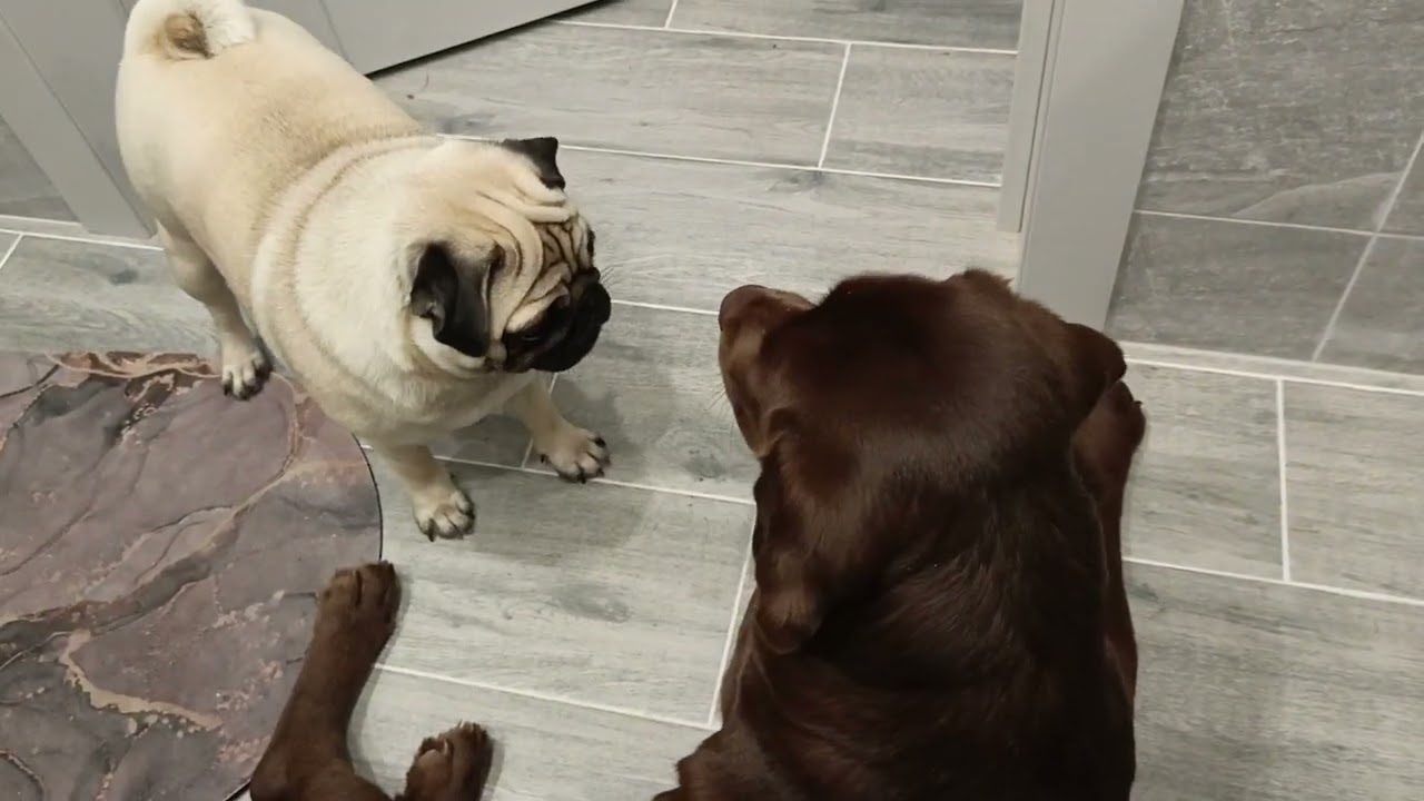 ТЫ НЕ ЗНАЛ! топ 3 секретных факта о собаках