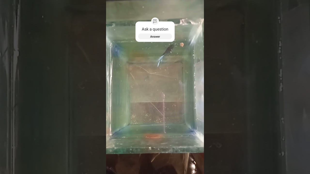 SEPTEMBER 13, 2024 CHANGING WATER HALFMOON FIGHTING FISH PART 21 🐟