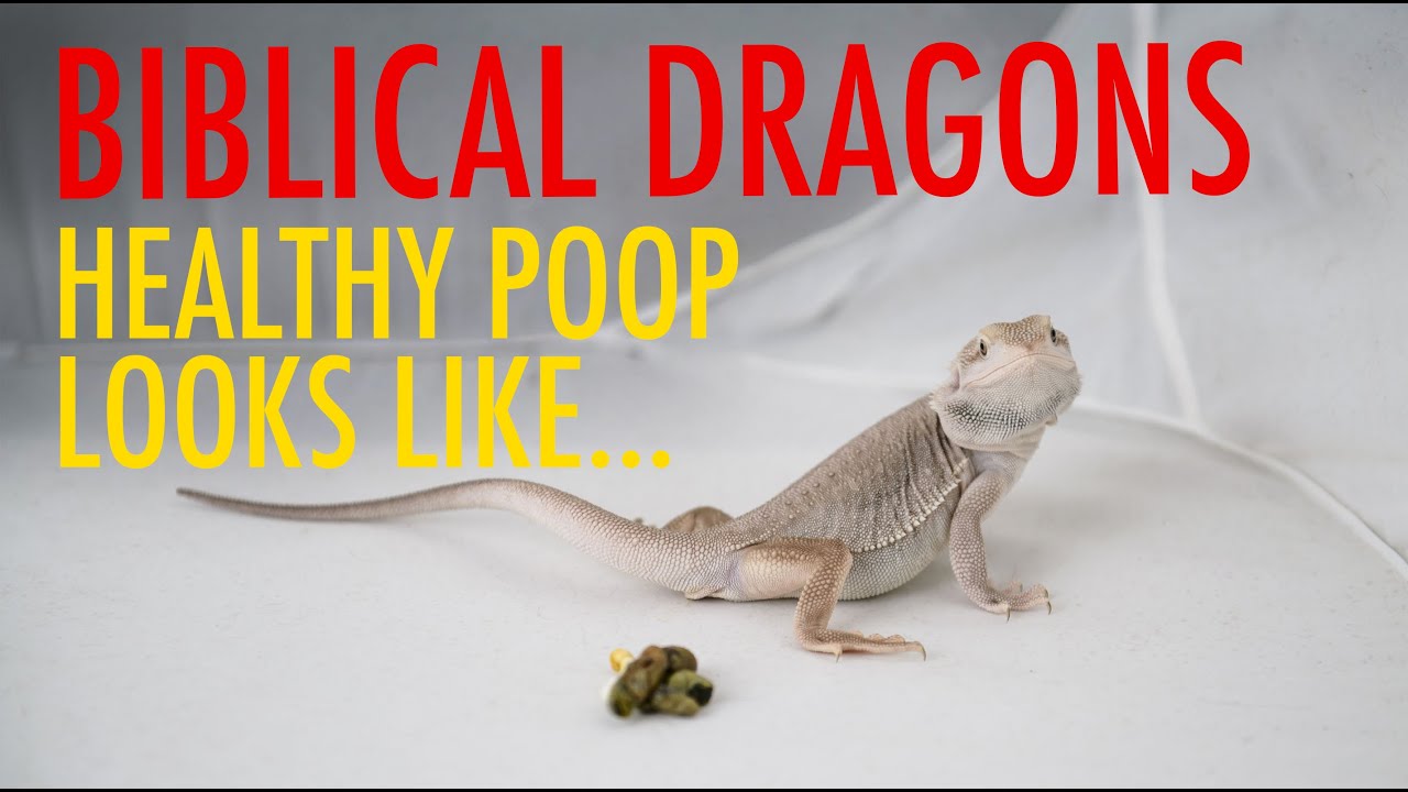 What Does Bearded Dragon Poop Look Like  