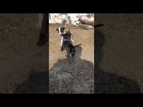Playful puppies! Meet Lucky and Clover!