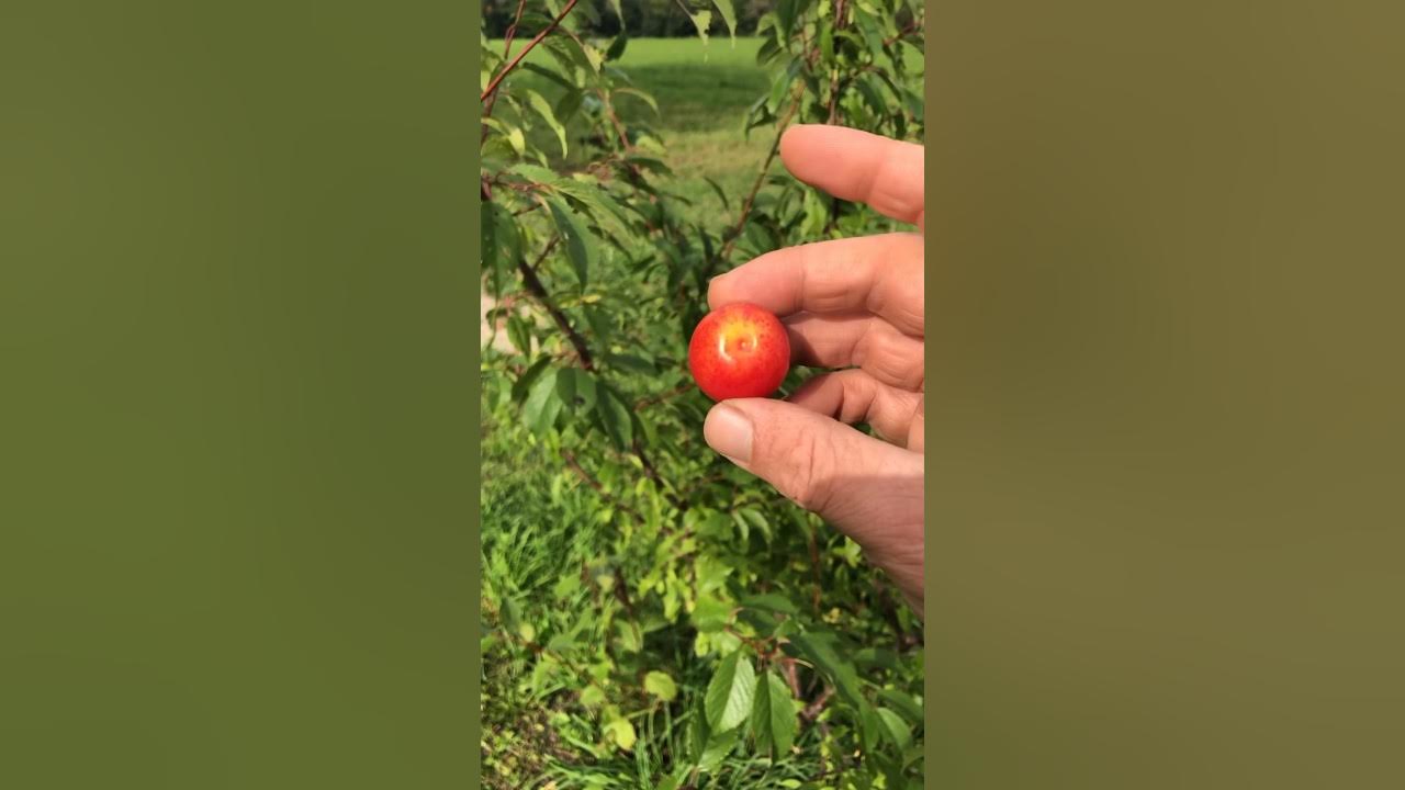 Our First American Plums, Amazing Flavour! #plums #plumjuice #americanplum #plumtree #fruittrees Our First American Plums, Amazing Flavour! #plums #plumjuice #americanplum #plumtree #fruittrees
