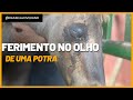 Potra com olho machucado (Mês clínica de Equinos) | M.V Rafaela Joveliano