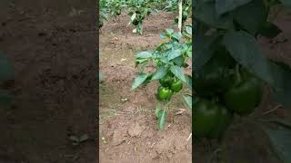 sweet pepper farming done right.