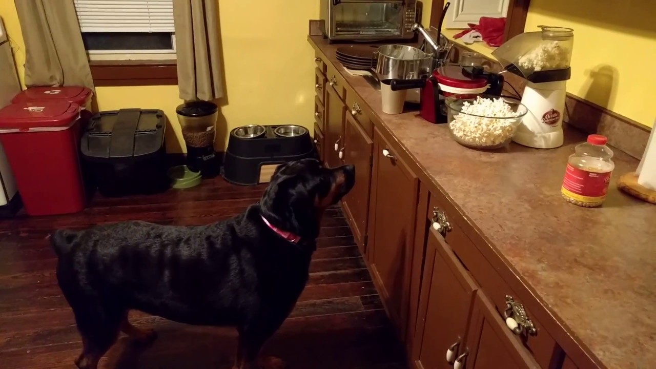 Dakota and the Popcorn Machine Age 5 Rottweiler - YouTube