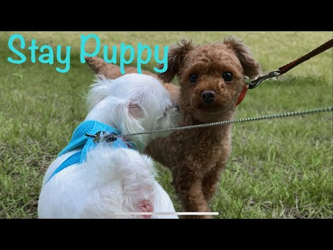 stay puppy thumbnail
