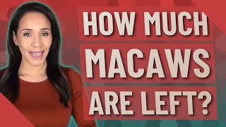 How Much macaws are left?
