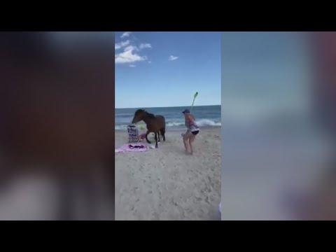 Woman Kicked By Wild Assateague Horse After She Hits The Horse With Shovel