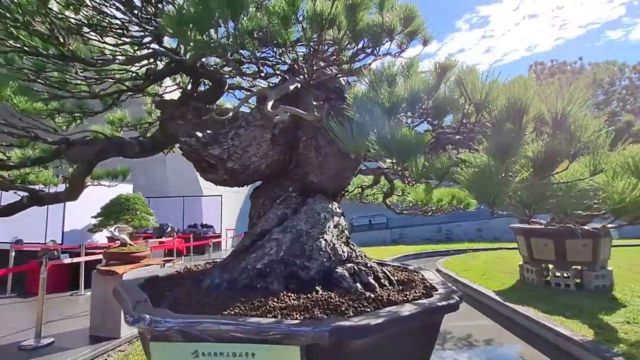 南投樹石雅品協會2026年