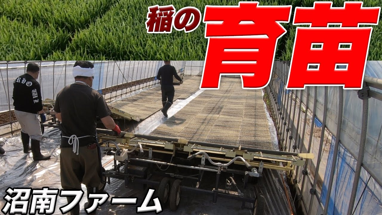 お米の種まきと育苗2020