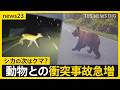 全国で相次ぐクマ出没…動物と車の衝突事故が続出　北海道のレンタカー店「動物に気を付けて」シカとの衝突事故で大破も　注意呼びかけ【news23】｜TBS NEWS DIG