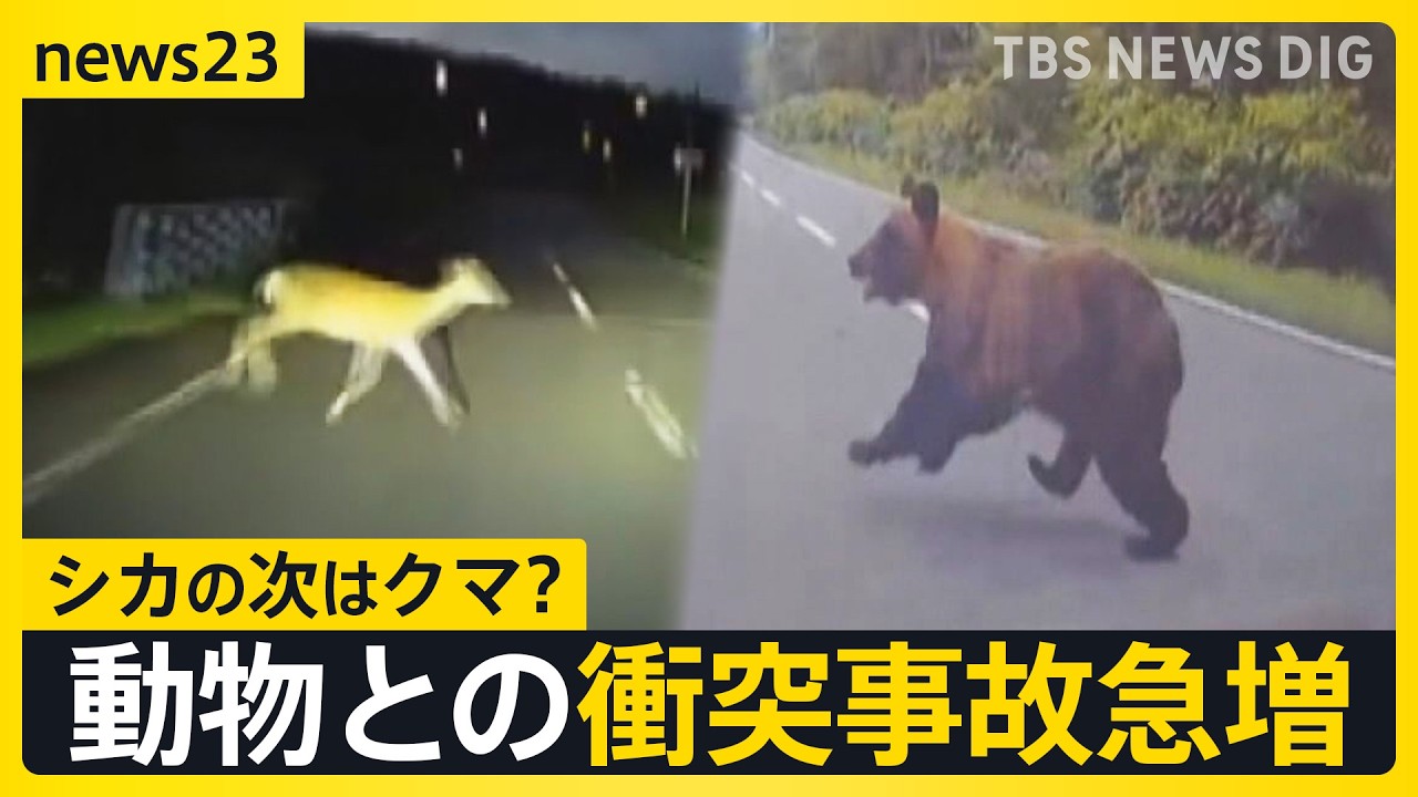 Bear sightings rising across Japan… Surge in vehicle-animal