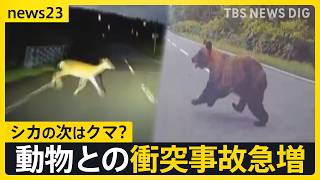Bear sightings rising across Japan… Surge in vehicle-animal