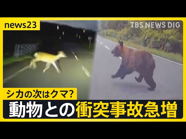 Bear sightings rising across Japan… Surge in vehicle-animal