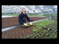 Work presentation in pot plants greenhouse. Презентация работы в теплице горшковых растений.