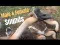 African Geese Sounds Between A Male Female African Geese Sounds Between A Male Female