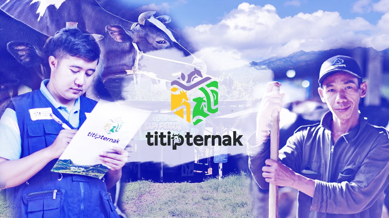 Titip Ternak Sapi Perah berkolaborasi dengan Sugeng Pendowo Farm